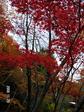 0811jojakoji.JPG